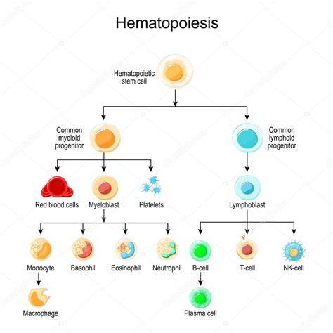 Esquema de las líneas celulares hematopoyéticas y su desarrollo en la médula ósea.