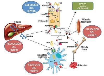 Diagrama del metabolismo del hierro en el cuerpo humano, mostrando absorción, transporte y almacenamiento.