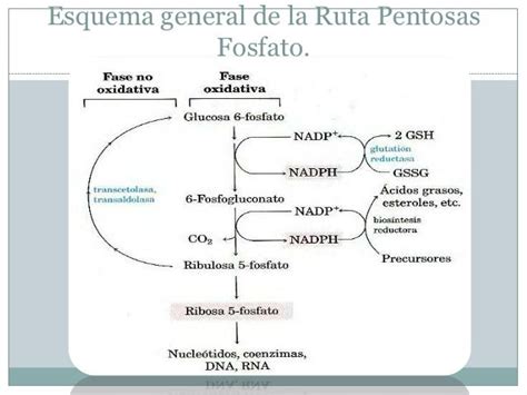 Esquema de la ruta de la pentosa fosfato y la función de la G6PD en el eritrocito para prevenir el estrés oxidativo.