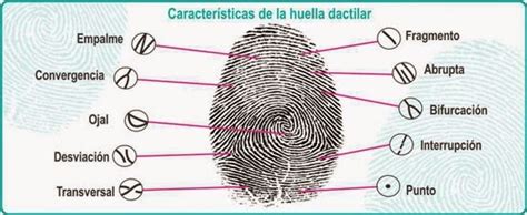 esquema detallado de dermatoglifos y tipos de puntos característicos de huellas dactilares