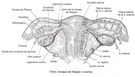 Diagrama de la anatomía reproductiva femenina, destacando el útero y las trompas de Falopio.