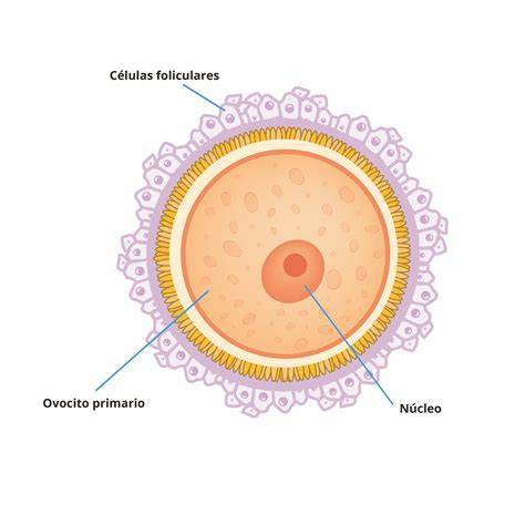 Microscopía de un ovocito humano mostrando su tamaño en comparación con otras células