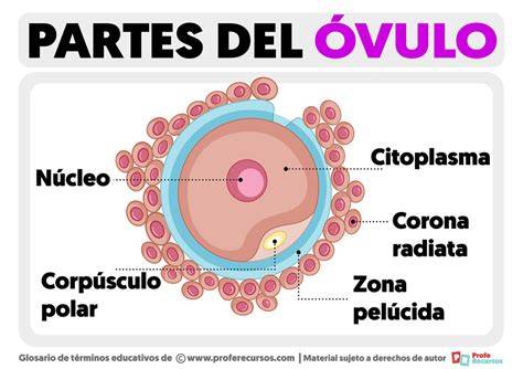 Esquema detallado de la estructura del ovocito con sus capas