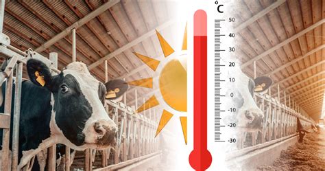 Esquema sobre los efectos del estrés calórico en terneros Holstein
