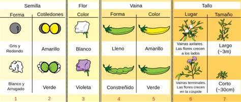 Ilustración de las siete características hereditarias de las plantas de guisante (*Pisum sativum*) que Gregor Mendel estudió en sus experimentos.