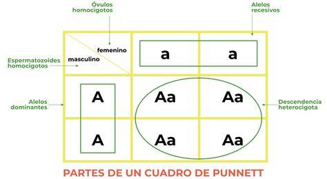 Esquema del cuadro de Punnett para la Primera Ley de Mendel, mostrando el cruce de líneas puras de guisantes amarillos (AA) y verdes (aa) para producir una generación F1 uniforme de guisantes amarillos (Aa).