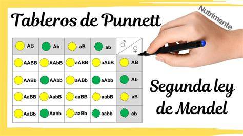 Esquema del cuadro de Punnett para la Segunda Ley de Mendel, ilustrando la segregación de alelos y la reaparición del fenotipo recesivo en la generación F2 a partir de un cruce entre heterocigotos de la F1.