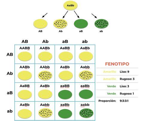 Esquema del cuadro de Punnett para la Tercera Ley de Mendel, mostrando la herencia independiente de dos caracteres (color y forma) en guisantes, resultando en una F2 con diversas combinaciones.