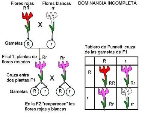 Ilustración de flores de clavel mostrando dominancia incompleta: una planta con flores rojas, otra con flores blancas y una tercera con flores rosas, producto de su cruce.