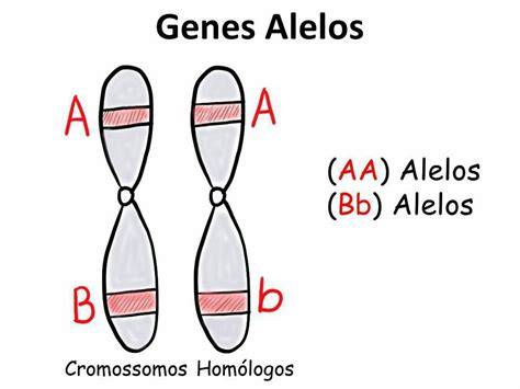 Diagrama que explica la epistasia, donde la presencia de un alelo en un gen puede enmascarar o modificar la expresión de alelos en otro gen, alterando el fenotipo.