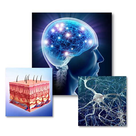 Esquema de la conexión piel-cerebro y sistema nervioso