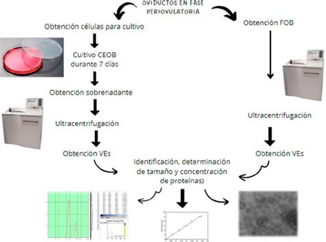 Esquema del diseño experimental de un estudio con ratas gestantes para analizar el impacto de la fructosa en la descendencia.