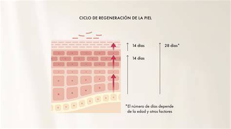Esquema de las capas de la piel mostrando los efectos de la regeneración celular y la producción de colágeno y elastina