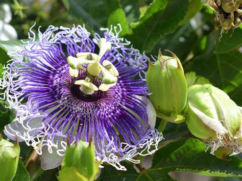 Ilustración botánica del fruto y la flor del maracuyá (Passion Fruit)