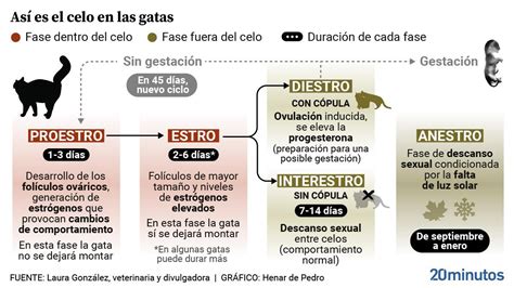 Ilustración del ciclo reproductivo de la gata, destacando la ovulación inducida y la fase lútea.