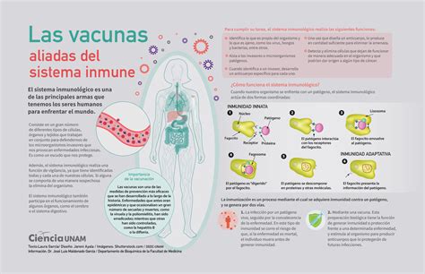 Infografía: Mecanismo de defensa del cuerpo frente a la fiebre (activación del sistema inmune)