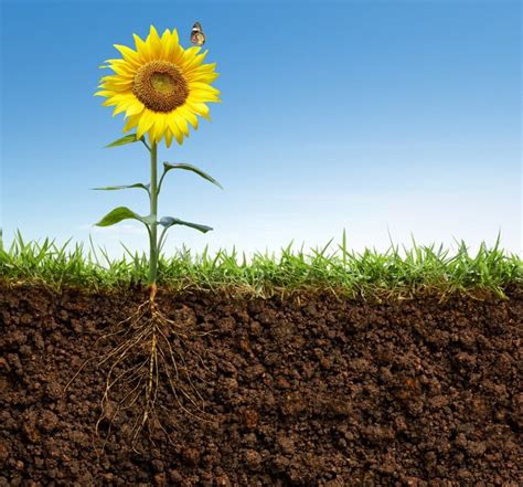 Fotografía de un campo de girasol con un sistema radicular bien desarrollado
