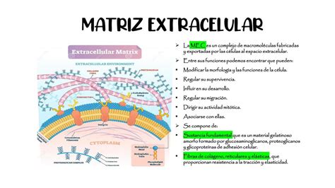 Esquema de las vías de señalización de la matriz extracelular en la migración celular