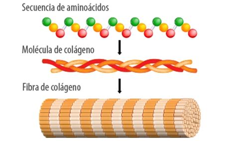 Infografía sobre la estructura de la triple hélice de colágeno y sus tipos principales