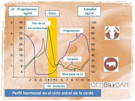 Esquema del ciclo estral en cerdas