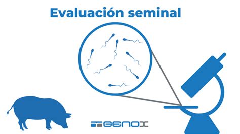 Infografía sobre la recolección y evaluación de semen de verraco