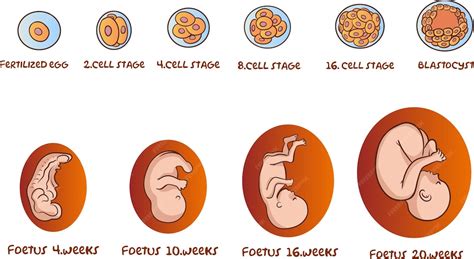 Diagrama de desarrollo embrionario y fetal en cerdas