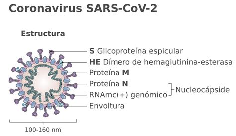 Ilustración detallada de la estructura del SARS-CoV-2 y sus proteínas clave