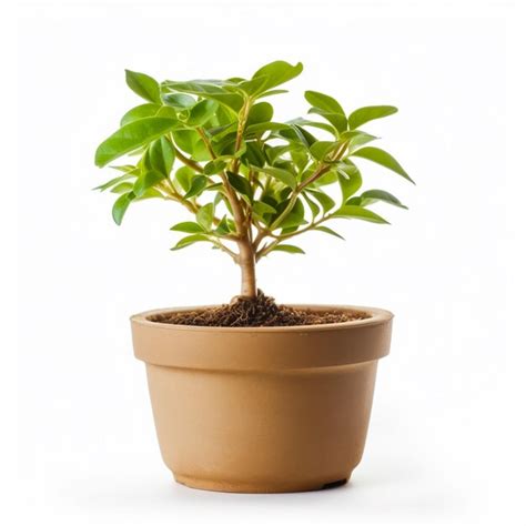 Maceta con una pequeña planta y un cartel que dice 