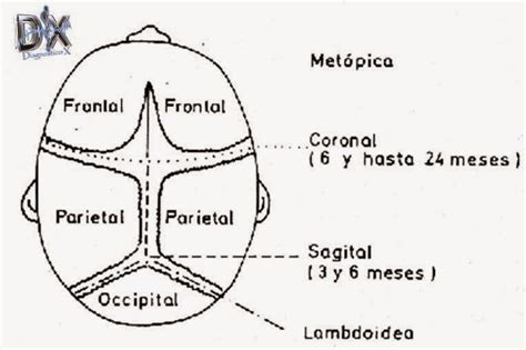 Ilustración de un recién nacido con sus características principales: fontanelas, vérnix, lanugo y cordón umbilical.