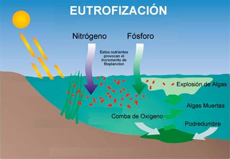 Ilustración de la eutrofización en un cuerpo de agua.