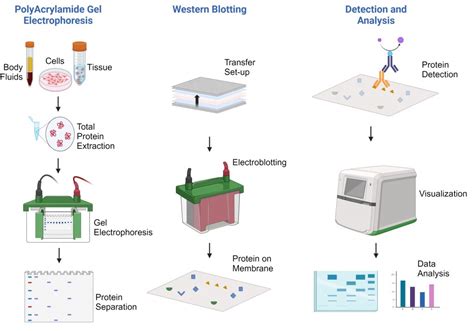 Esquema de la técnica Western Blot mostrando los pasos de electroforesis, transferencia y detección con anticuerpos.
