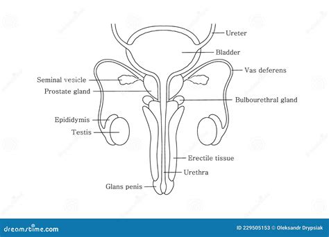 Diagrama de los órganos reproductores masculinos de un tiburón (claspers)