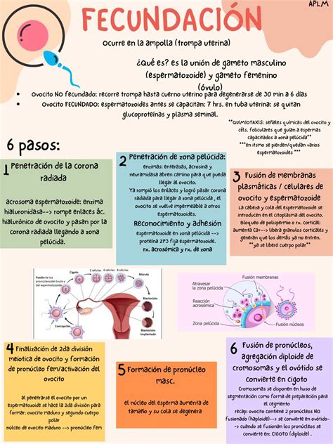 Infografía: Ciclo de Fecundación In Vitro