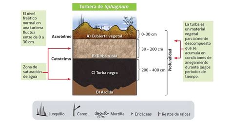 Esquema de las capas de una turbera, mostrando la formación de turba rubia y turba negra