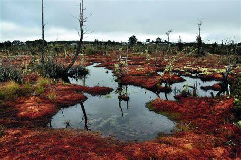 Fotografía aérea de una turbera, mostrando su ecosistema y la posible degradación por extracción