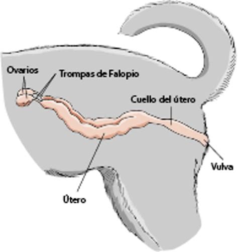 Esquema del abdomen de una perra o gata mostrando la ubicación de los ovarios y el útero, con un fragmento ovárico remanente