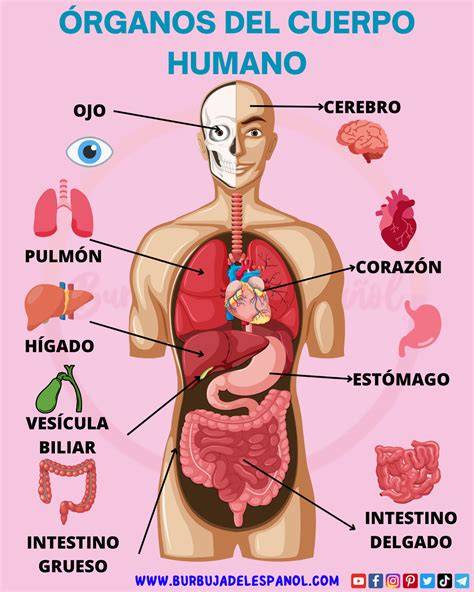 Diagrama de los órganos inmaduros en un bebé prematuro