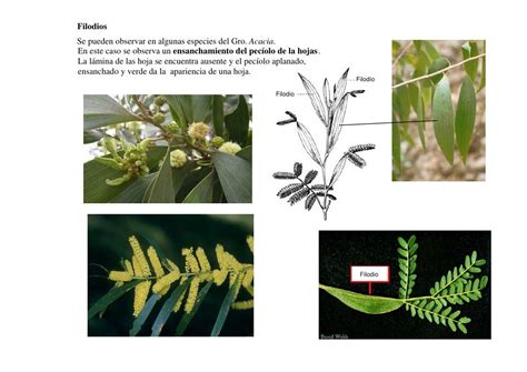 Ilustración botánica de Acacia saligna: filodios, flores y frutos
