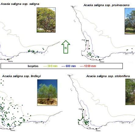 Mapa de distribución de Acacia saligna, destacando áreas nativas e invadidas