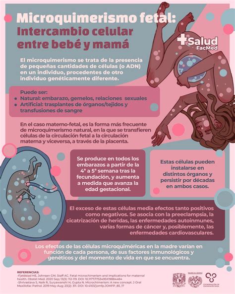 Infografía o esquema sobre las posibles funciones del microquimerismo en la reparación de tejidos y la tolerancia inmunológica en la madre durante y después del embarazo.