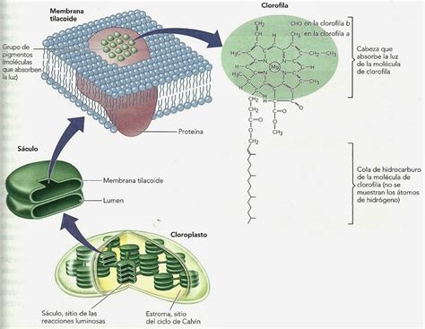 Esquema de la síntesis de clorofila y su relación con los aminoácidos