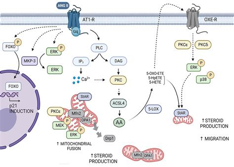 Esquema de la esteroidogénesis en la glándula suprarrenal