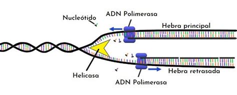 Esquema que ilustra la replicación del ADN y cómo la enzima ADN polimerasa puede cometer errores durante la división celular, dando origen a mutaciones de novo.