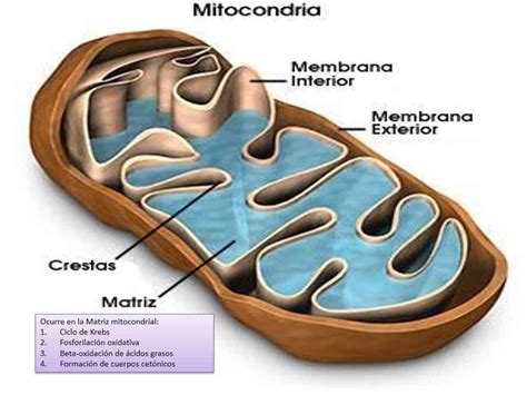 Esquema de las dos formas del reemplazo mitocondrial