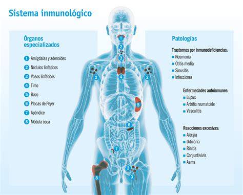 Esquema simplificado del sistema inmunitario humano