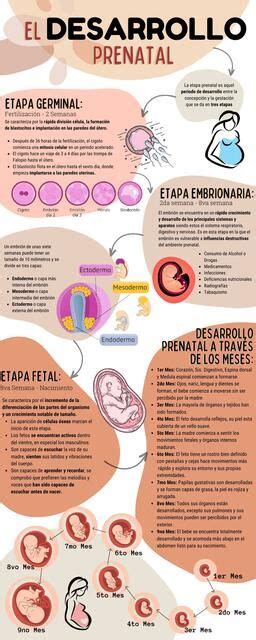 infografía que muestra las tres etapas principales del desarrollo humano: prenatal, perinatal y postnatal