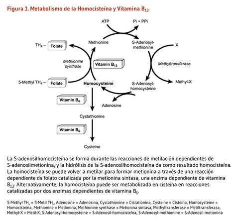 Diagrama del metabolismo de la metionina y homocisteína