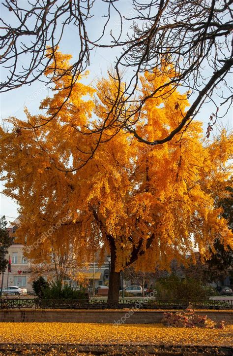 Foto de un Ginkgo biloba centenario con sus hojas amarillas en otoño