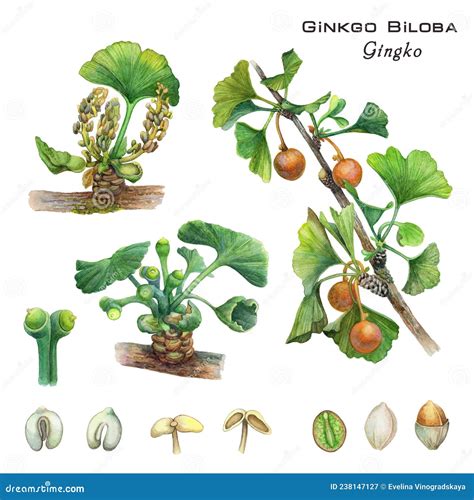 Esquema comparativo de Ginkgo macho (con amentos) y Ginkgo hembra (con óvulos)