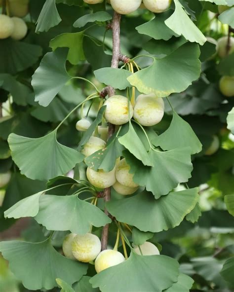 Óvulos maduros de Ginkgo biloba cayendo y descomponiéndose, con la descripción del olor